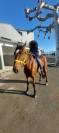 Cheval à vendre (urgence boucherie ) 