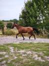 Cheval à vendre (urgence boucherie ) 