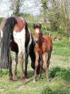 Poulinière ONC origine Paint pleine Paint horse