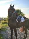 Cheval à vendre ( urgence boucherie) 