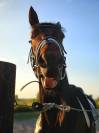 Cheval à vendre ( urgence boucherie) 