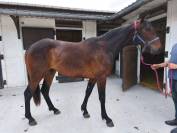 Cheval à vendre ( urgence boucherie) 