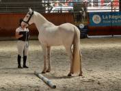 Joli cheval Barbe blanc hongre