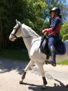 Joli cheval Barbe blanc hongre