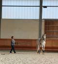 Joli cheval Barbe blanc hongre