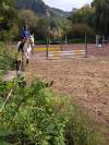 Joli cheval Barbe blanc hongre