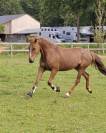 Top ponette 6ans Prête Pelite As2 a terme As1