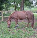 Top ponette 6ans Prête Pelite As2 a terme As1