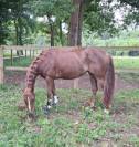 Top ponette 6ans Prête Pelite As2 a terme As1