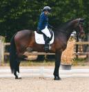 Jument d'avenir 4 ans SF x Galaxie