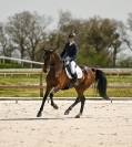 Jument d'avenir 4 ans SF x Galaxie
