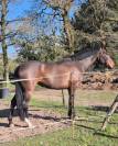 Jument d'avenir 4 ans SF x Galaxie