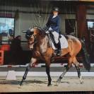 Jument d'avenir 4 ans SF x Galaxie