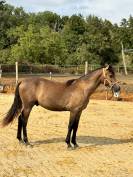 Poulain PFS 