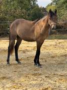 Poulain PFS 