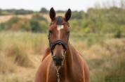 POULINIERE PLEINE 