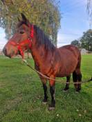 Ponette onc