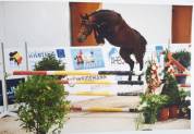 Superbe Hongre 9 ans 