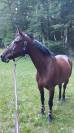 Superbe Hongre 9 ans 