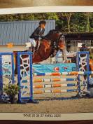 Superbe Hongre 9 ans 