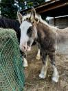 Poulain Irish Cob silver PP