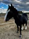 Poulain Irish Cob noir aux yeux bleus PP