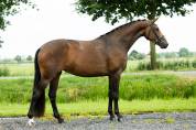 Cavalla KWPN Cavallo da Sport Neerlandese In vendita 2022 Baio ,  FONTAINE TN