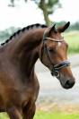 Cavalla KWPN Cavallo da Sport Neerlandese In vendita 2022 Baio ,  FONTAINE TN