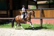 Cavalla KWPN Cavallo da Sport Neerlandese In vendita 2022 Baio ,  FONTAINE TN