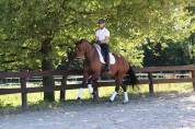 Cavalla KWPN Cavallo da Sport Neerlandese In vendita 2022 Baio ,  FONTAINE TN