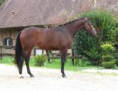 Cavalla KWPN Cavallo da Sport Neerlandese In vendita 2022 Baio ,  FONTAINE TN