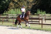 Cavalla KWPN Cavallo da Sport Neerlandese In vendita 2022 Baio ,  FONTAINE TN