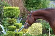 Cavalla KWPN Cavallo da Sport Neerlandese In vendita 2022 Baio ,  FONTAINE TN