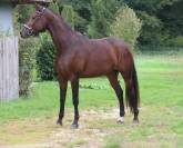 Cavalla KWPN Cavallo da Sport Neerlandese In vendita 2022 Baio ,  FONTAINE TN
