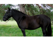 Ponette de sport 4 ans 