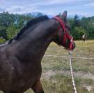 Urgent poney D 2024