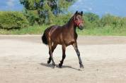 Urgent poney D 2024