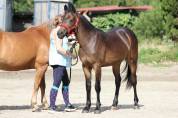 Urgent poney D 2024