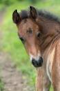 Urgent poney D 2024