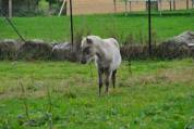 Poulain Classic Pony à vendre