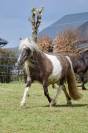 Poulain Classic Pony à vendre