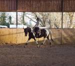 Cheval de sport pie - hongre - cce cso dressage