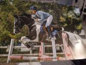 Cheval de sport pie - hongre - cce cso dressage