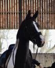 Cheval de sport pie - hongre - cce cso dressage