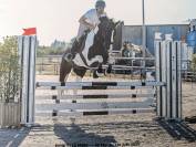 Cheval de sport pie - hongre - cce cso dressage