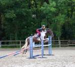Cheval de sport pie - hongre - cce cso dressage