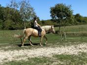 Joli hongre palomino OC de 4 ans