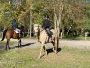 Joli hongre palomino OC de 4 ans