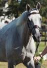 Jument 8 ans top amateur 