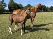 Foal Untouchable 27 X Elvis ter putte